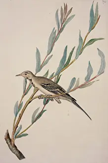 Immature: Motacilla alba, white wagtail