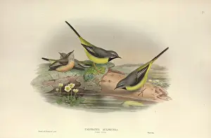 Motacilla: Motacilla cinerea, grey wagtail