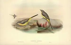 Motacilla: Motacilla cinerea, grey wagtail
