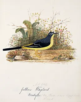 Bushby: Motacilla cinerea, grey wagtail