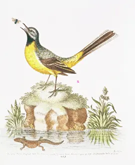 Newt: Motacilla cinerea, grey wagtail