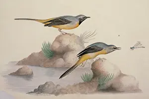Odonata: Motacilla cinerea, grey wagtail