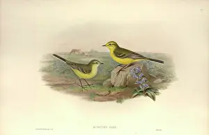 Flava: Motacilla flava, yellow wagtail