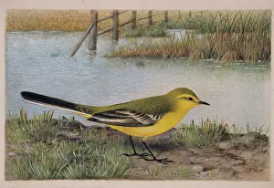 Henrik: Motacilla flava, yellow wagtail