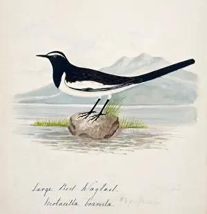 Bushby: Motacilla maderaspatensis, white-browed wagtail