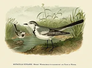 Respectively: Motacilla Ocularis