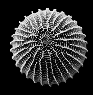 Ribbed: Moth egg