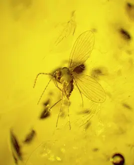 Palaeogene: Moth fly in amber