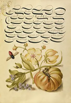 Lepidoptera: Moth Mullein, Forget-Me-Not, and Tomato, 1561