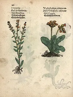 Blattaria: Moth mullein, Verbascum blattaria, and cowslip