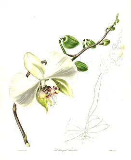 Nevitt: Moth orchid, Phalaenopsis amabilis