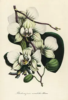 Phalaenopsis: Moth orchid, Phalaenopsis amabilis