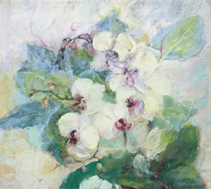Halford: Moth Orchids ' Pink