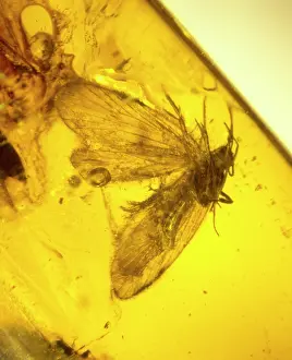 Resin: Moth preserved in Baltic amber
