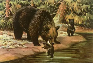 Washes: Mother Bear and Cubs