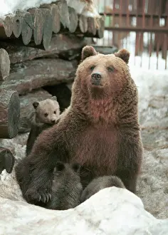 Bashkiria: Mother bear and her cubs in Ufa Forest Park, 1999