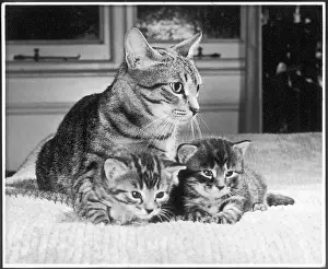 Endearing: Mother cat with kittens