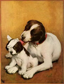 Licks: Mother Dog Tends Hurt Pup