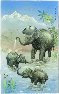 Spraying: Mother elephant and two young ones bathing