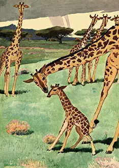 Bends: Mother Giraffe and Baby