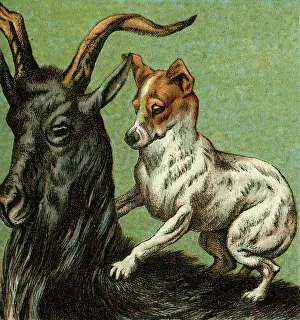 Hubbard: MOTHER HUBBARD/GOAT