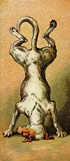 Hubbard: MOTHER HUBBARD/ON HEAD