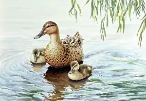Mallards: Mother Mallard and Two Ducklings