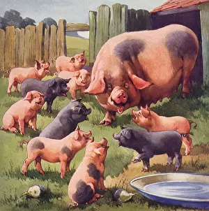 Piglets: Mother and Piglets