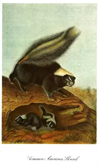 Burrow: Mother Skunk and Young