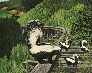 Skunks: Mother and Young Skunks