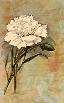 Carnation: Mother's Day Carnation