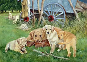 Winnie: A Mother's Lot ? Labradors