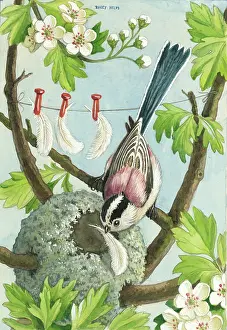 Feathering: A Mother's Work is Never Done - bird and nest
