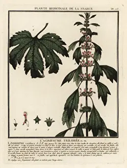 Colour Printing: Motherwort, Leonurus cardiaca