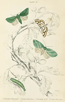 Scarce: THREE MOTHS