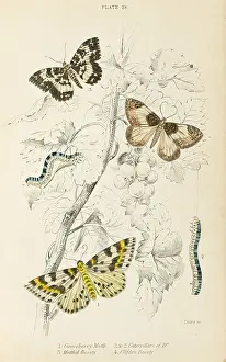 Clifden: THREE MORE MOTHS