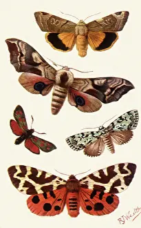 Burnet: Moths of Britain