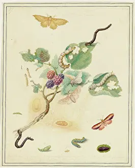 Bodycolour: Moths