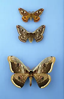 Pavo: Moths of the family Saturniidae