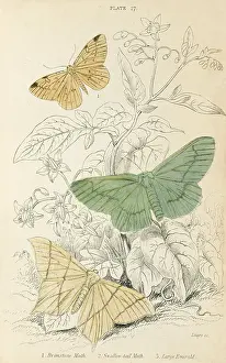 Lizars: MOTHS/LIZARS 1880