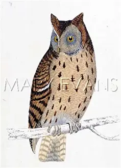 Scops: MOTTLED OWL (MORRIS)