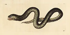 Marmoratus: Mottled swamp eel, Synbranchus marmoratus