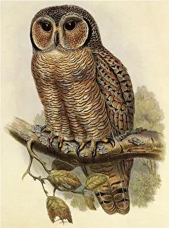 Speckled: Mottled Wood Owl, Strix ocellata