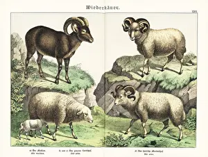 Naturgeschichte: Moufflon, sheep and merino sheep