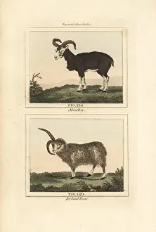 Mouflon: Mouflon and Iceland ram