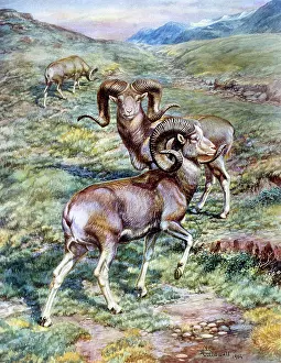Caldwell: Mouflon rams, European wild sheep