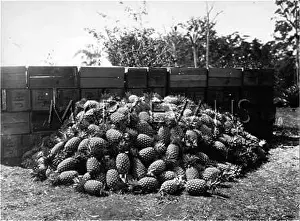 Pineapples: MOUND OF PINEAPPLES