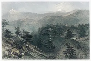 Cedars: MOUNT LEBANON/CEDARS
