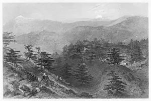 Cedars: MOUNT LEBANON/CEDARS