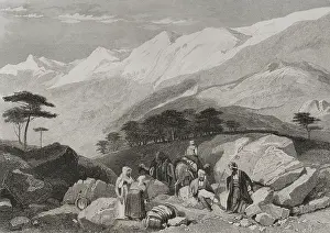 Cedar: Mount Lebanon. Cedars. Engraving by Ransonnette